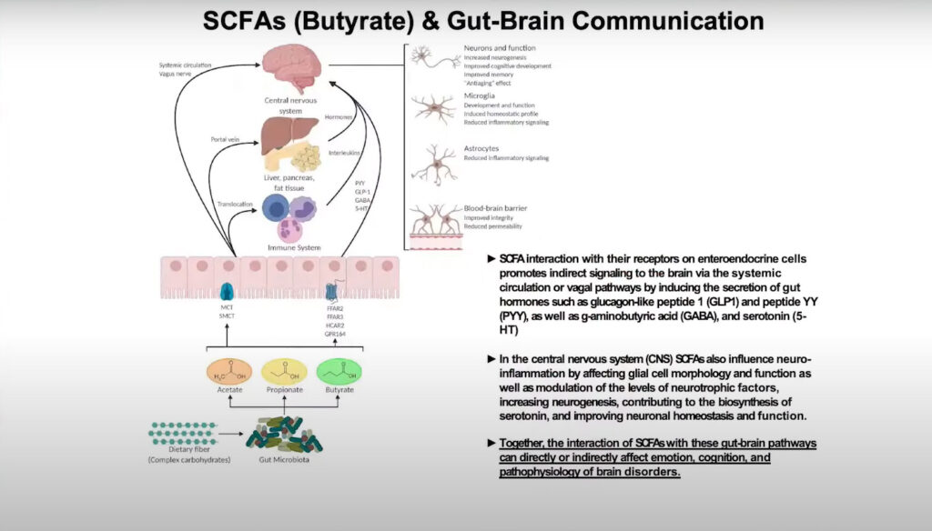 gut brain butyrate link